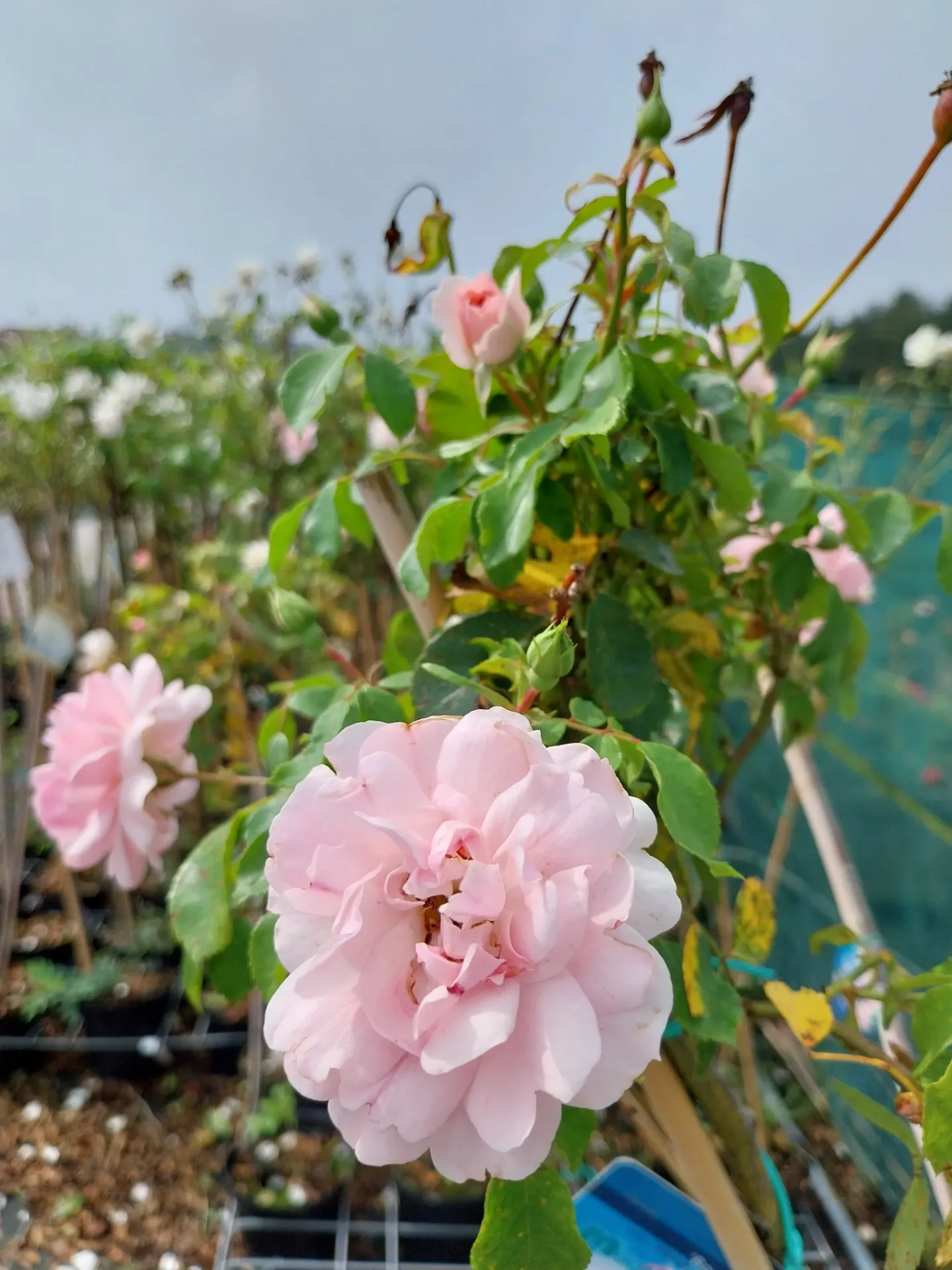 ROSA 'BONICA'
