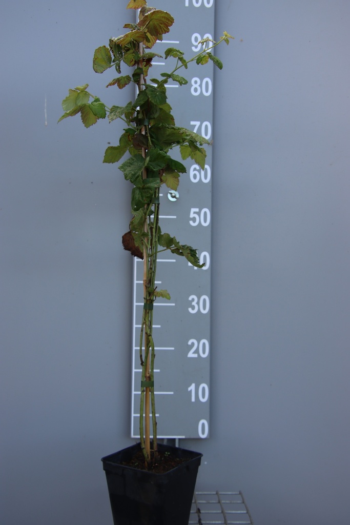 BRAAMBES 'THORNLESS LOGANBERRY'