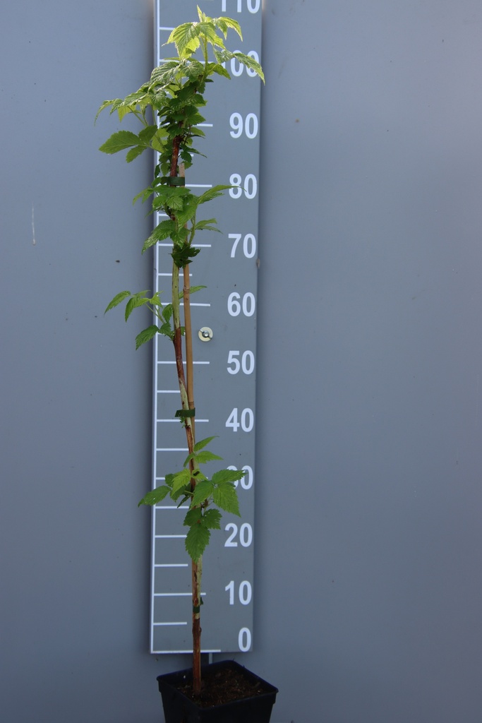 FRAMBOISIERS 'AUTUMN FIRST ' (R)
