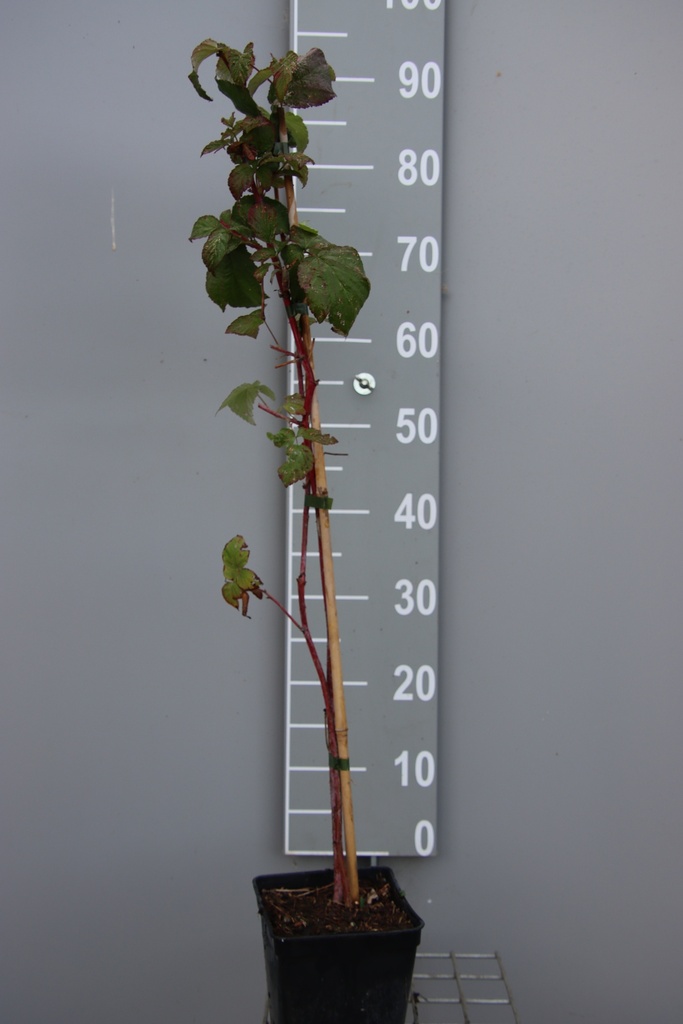 FRAMBOISIERS 'AUTUMN PASSION' (R)