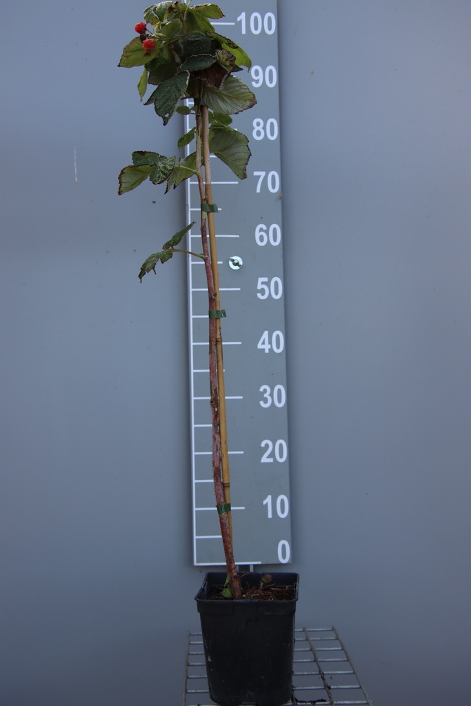 [FRAQUCB] FRAMBOZEN 'AROMA QUEEN' (R) (Vierkante pot 2 liter, 80-100 cm, BE-BIO-01)