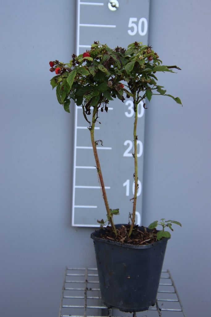 FRAMBOZEN 'BABY  DWARF' ' (R)