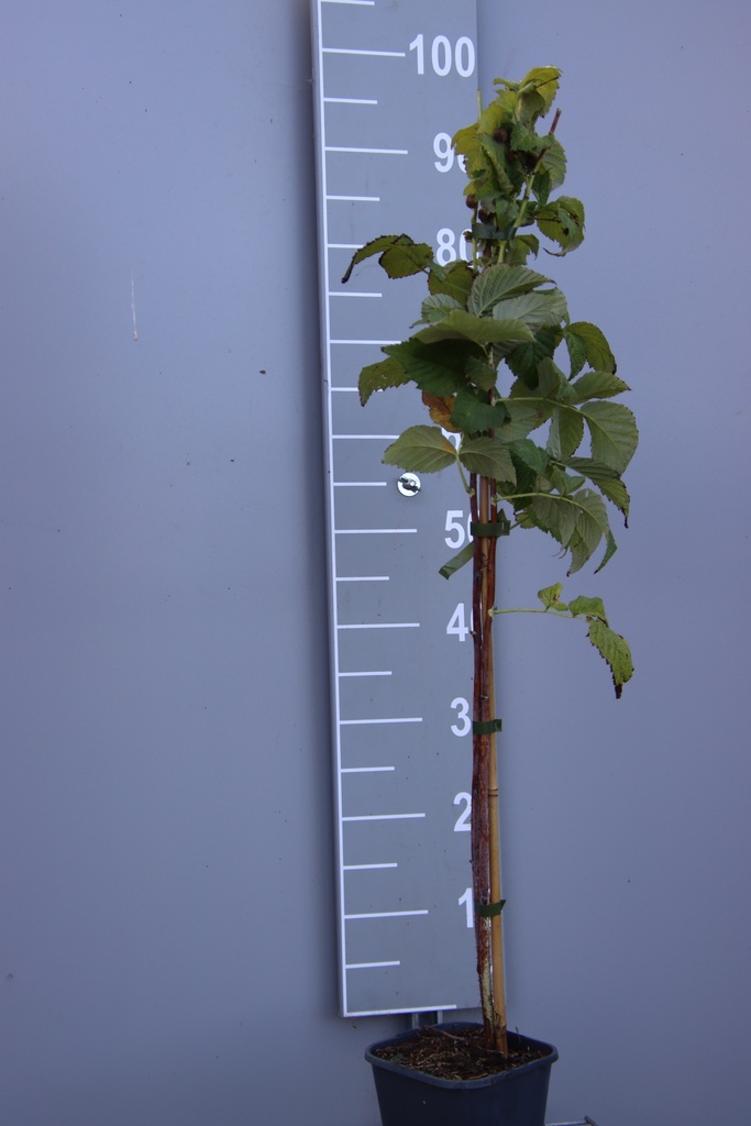 FRAMBOISIERS 'GOODASGOLD' ' (R)