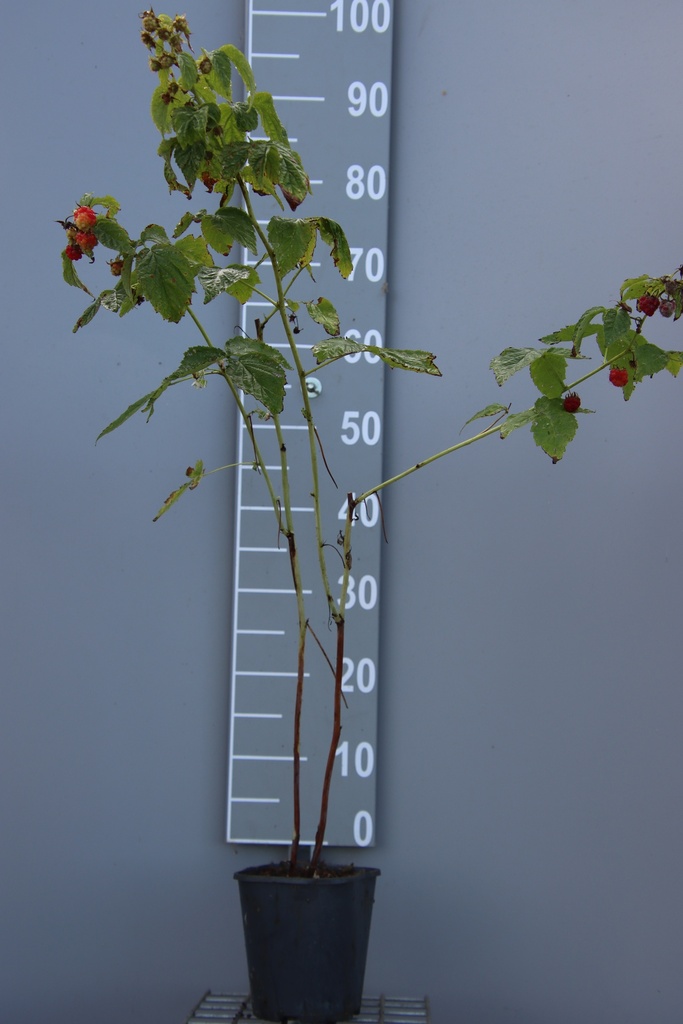 FRAMBOISIERS 'LITTLE SWEET SISTER'  (R)