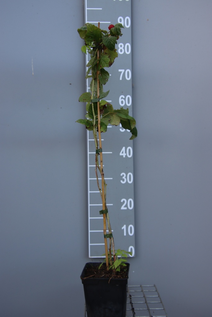 FRAMBOISIERS 'SUGANA TWOTIMER'  (R)