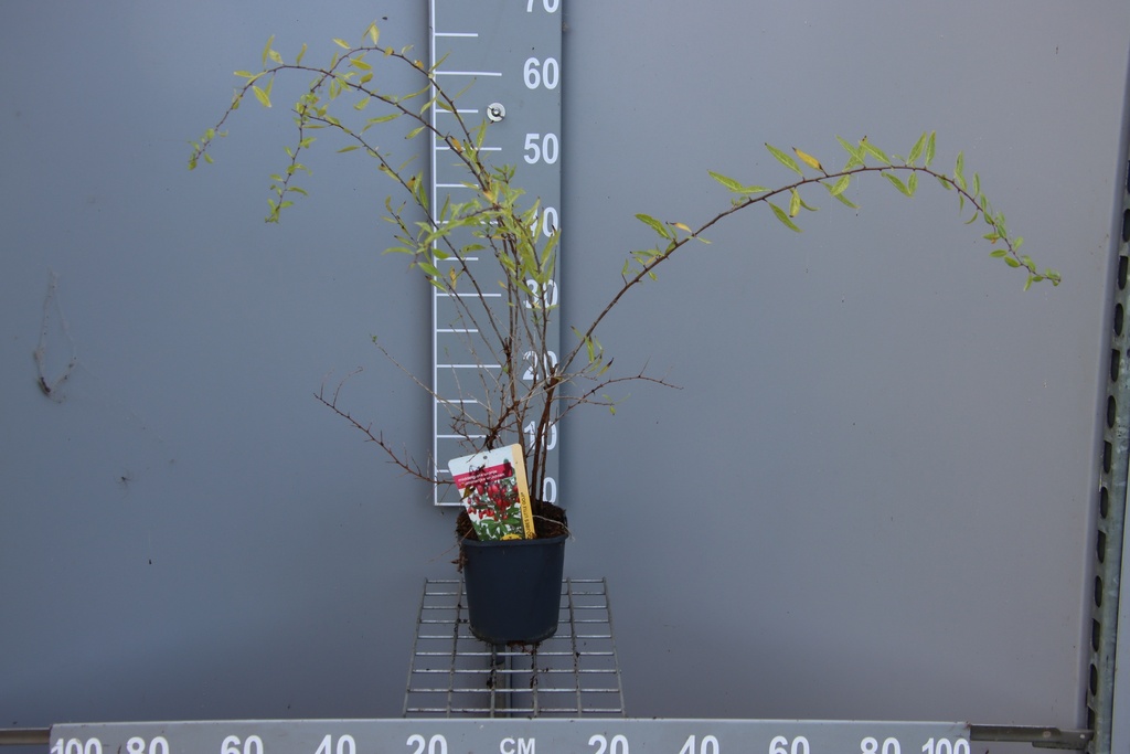 [LBLJO30B] LYCIUM BARBARUM 'LITTLE GOJI' (Pot carré 2 litres, 80-100 cm, BE-BIO-01)