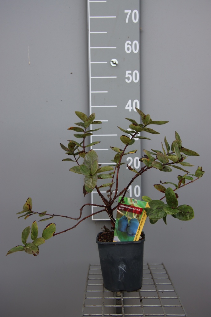 [LCDU30B] CAMÉRISIER DUET (Pot carré 2 litres, 30-40 cm, BE-BIO-01)