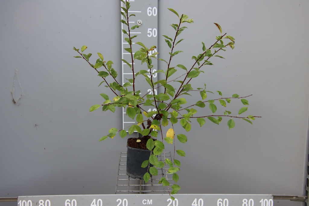 [KECJE40B] KERSENBOOM 'CARMINE JEWEL' (Pot 3 liter, 40-60 cm, BE-BIO-01)