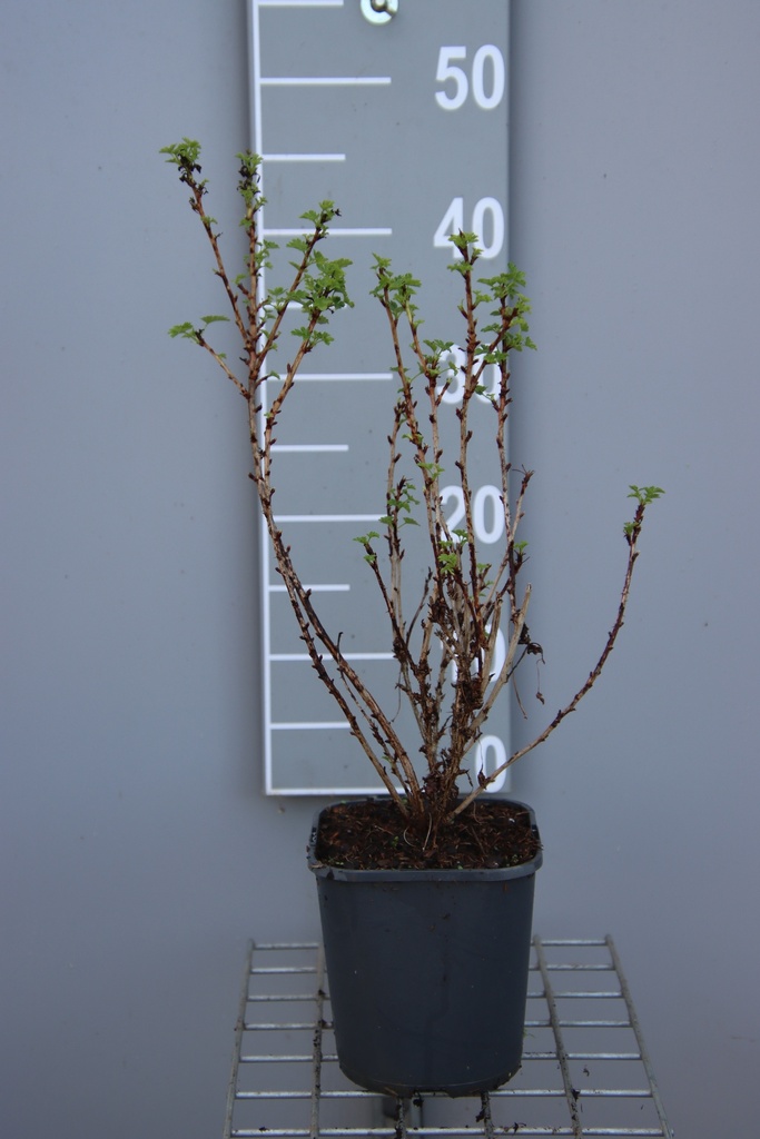 [STLLA3CB] GROSEILLIER À MAQUEREAU LADY LATE (R) (Pot carré 2 litres, 30-40 cm, 3/4 branches, BE-BIO-01)