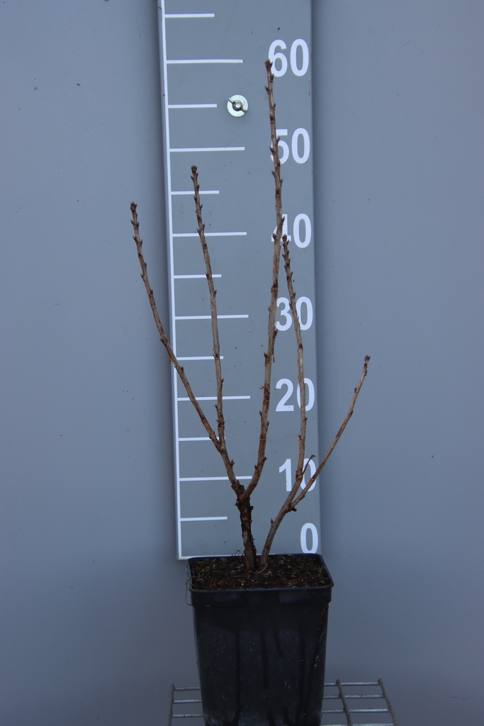[TRBA3CB] GROSEILLIER À GRAPPES 'BABETTE' (R) (Pot carré 3 litres, 40-60 cm, 3/4 branches, BE-BIO-01)
