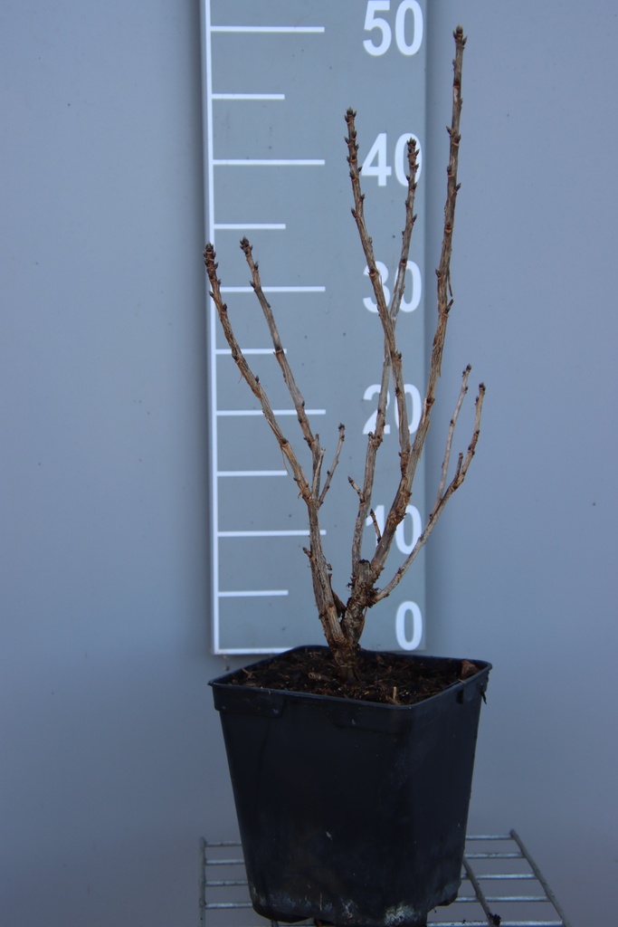 [TRLI3CB] GROSEILLIER À GRAPPES LISETTE (R) (Pot carré 3 litres, 40-60 cm, 3/4 branches, BE-BIO-01)