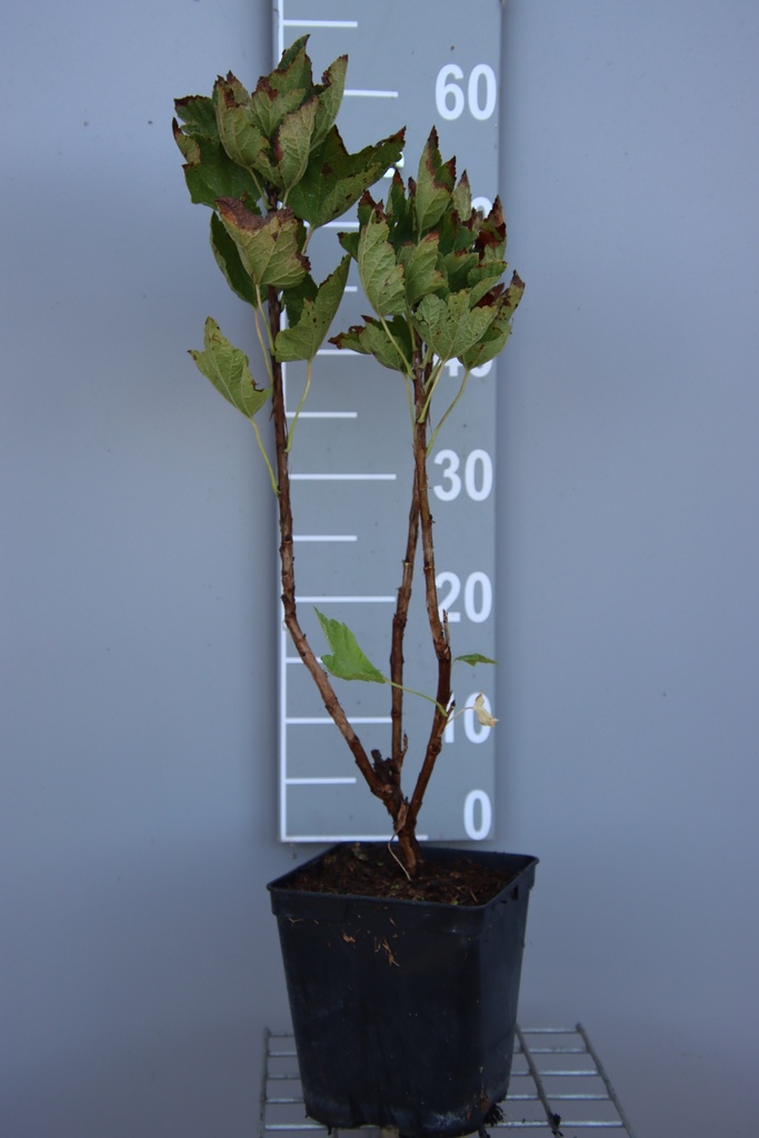 [TRSO3CB] TROSBES 'SONETTE' (R) (Vierkante pot 3 liter, 40-60 cm, 3/4 takken, BE-BIO-01)
