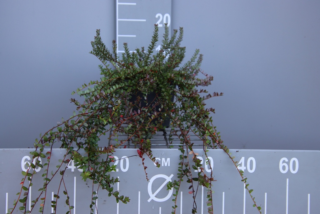 VACCINIUM MACROCARPON  STEVENS