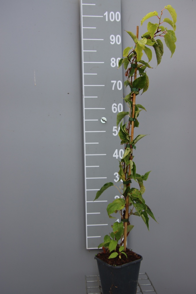 [AASJU80B] KIWAÏ 'SUPER JUMBO' (Pot carré 2 litres, 80-100 cm, BE-BIO-01)