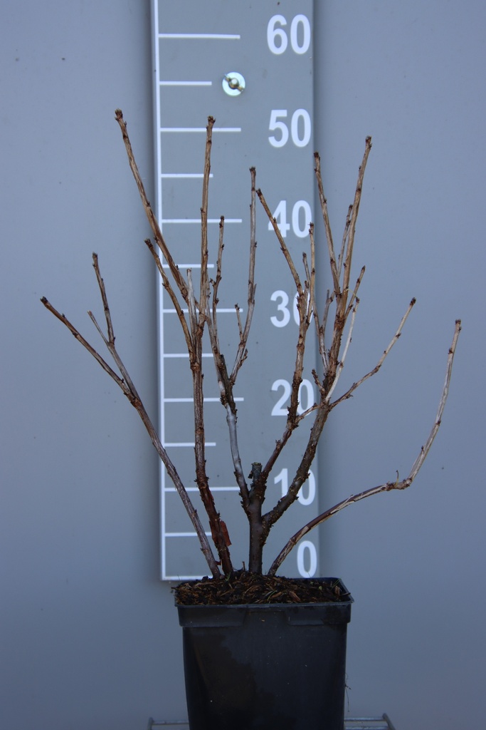 TROSBES 'JONKHEER VAN TETS'