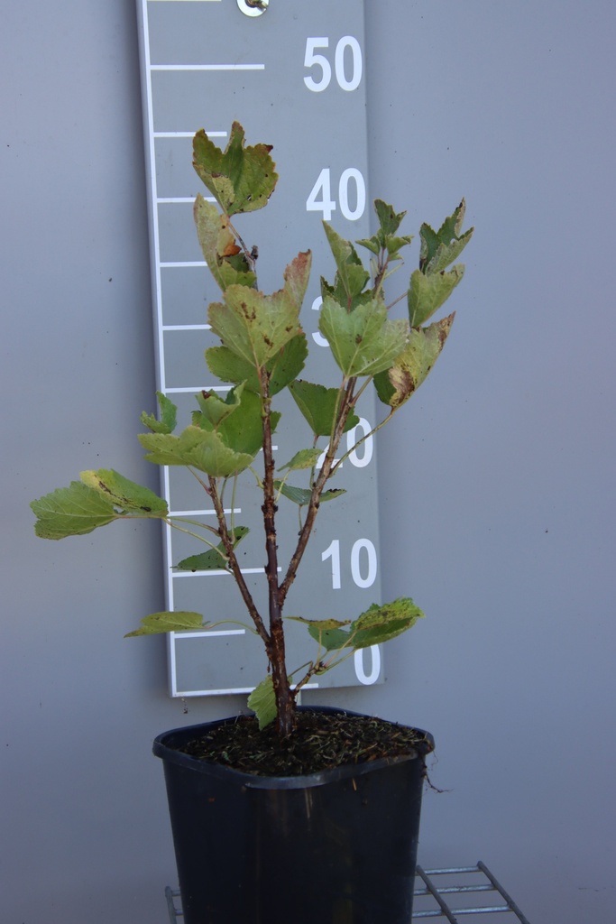 [TRJU3CB] TROSBES 'JUNIFER' (Vierkante pot 3 liter, 3/4 takken, BE-BIO-01, 40-60 cm)