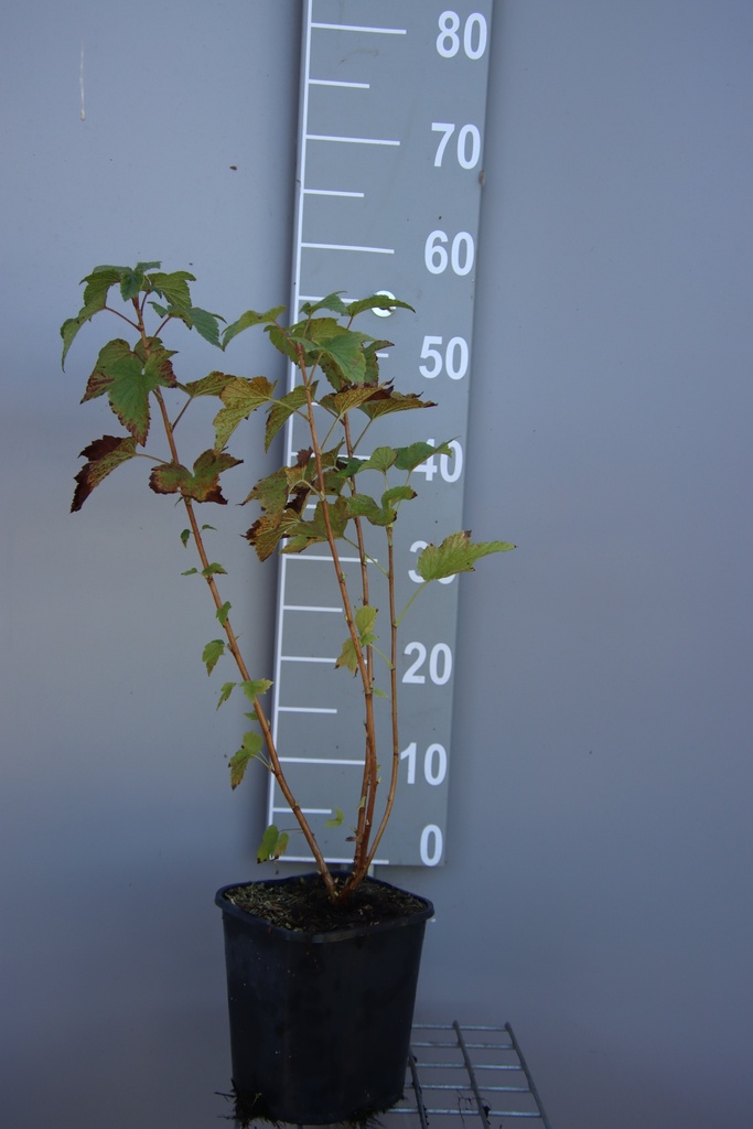[TRBBE3CB] ZWARTE BES 'BLACK BELL'S' (R) (Vierkante pot 3 liter, 40-60 cm, BE-BIO-01)