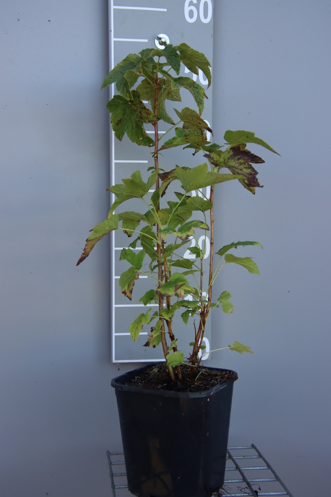 [TRLBGI3CB] CASSIS 'LITTLE BLACK GIANT' (R) (Pot carré 3 litres, 40-60 cm, BE-BIO-01)