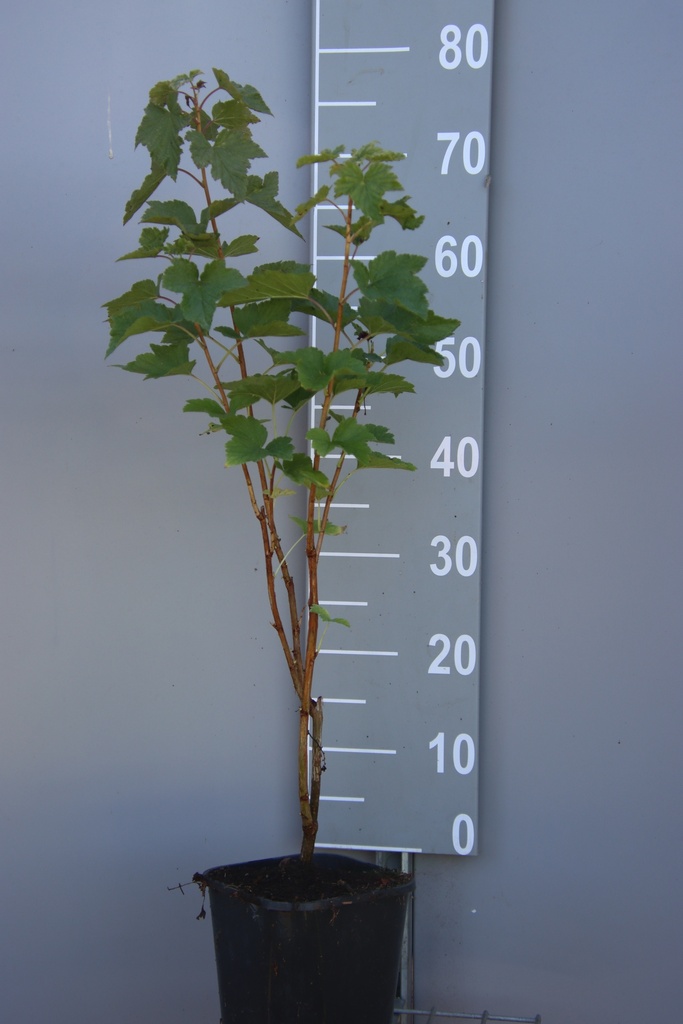 ZWARTE BES 'TENAH'