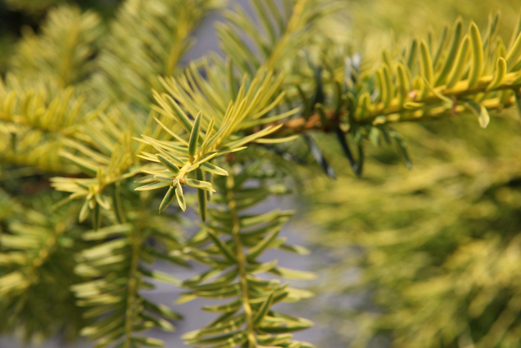 TAXUS BACCATA 'SUMMERGOLD'