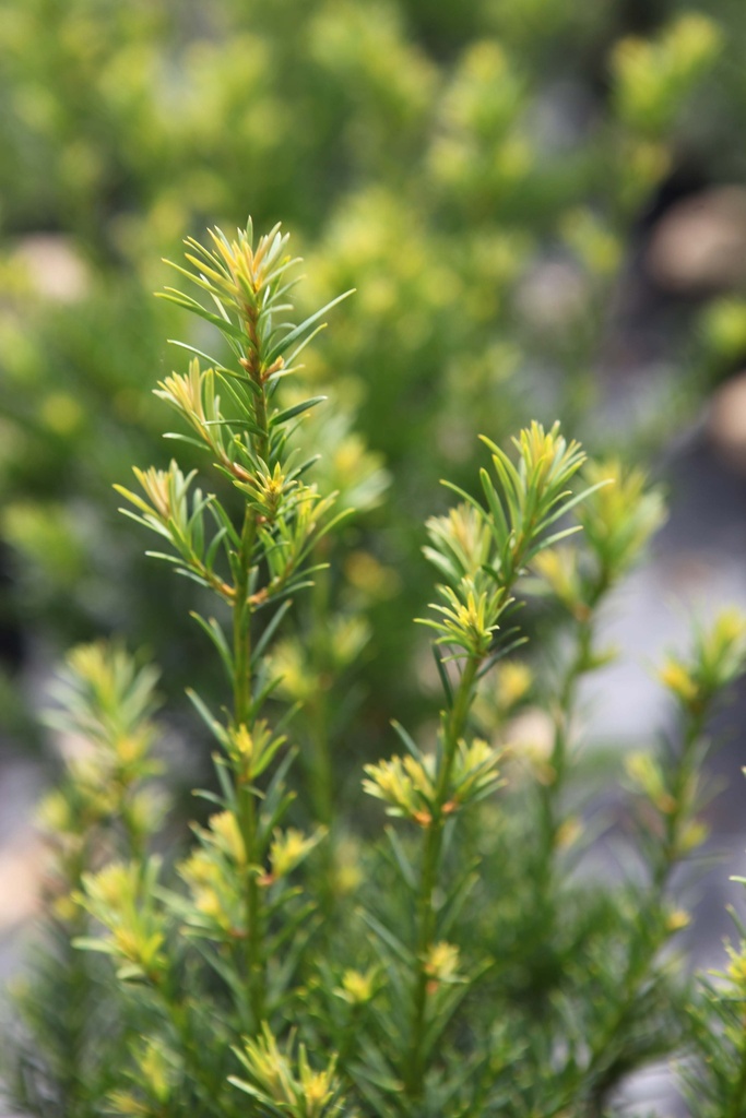 TAXUS MEDIA 'GROENLAND'