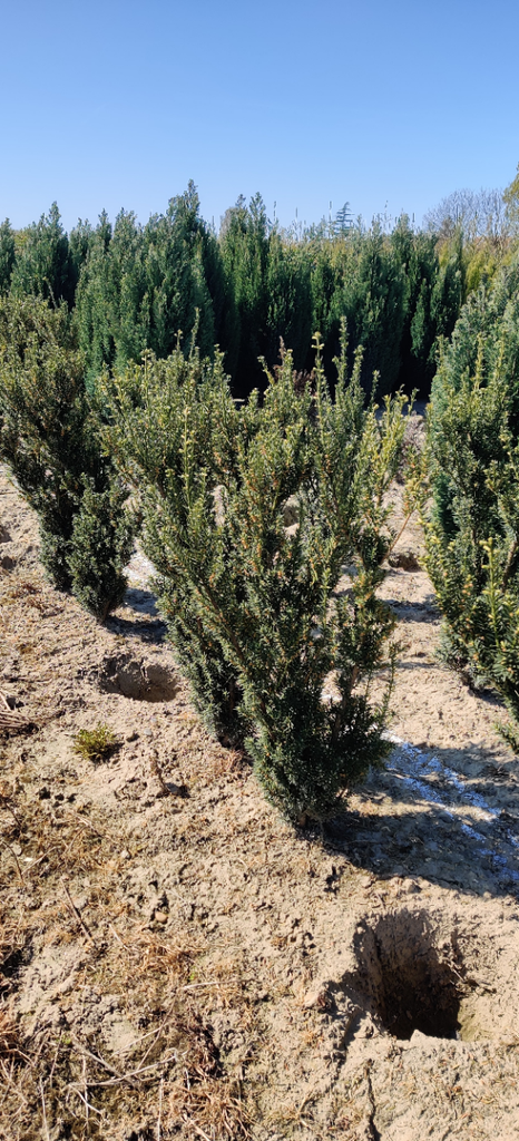 TAXUS MEDIA 'HILLII'