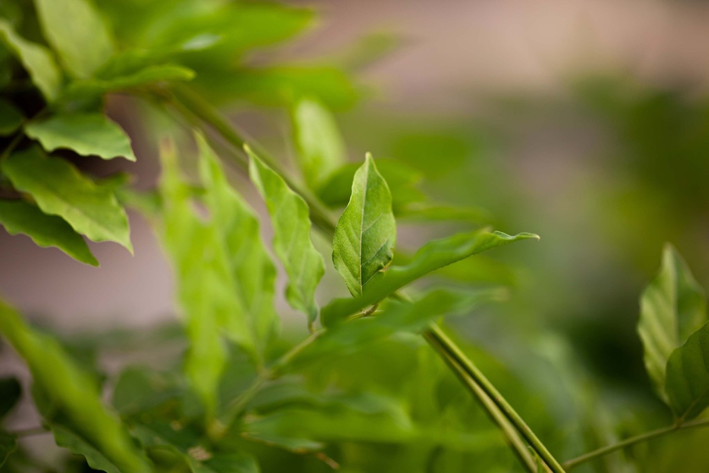 [WSAL3] WISTERIA SINENSIS ALBA (Pot 2 liter, 80-100 cm)