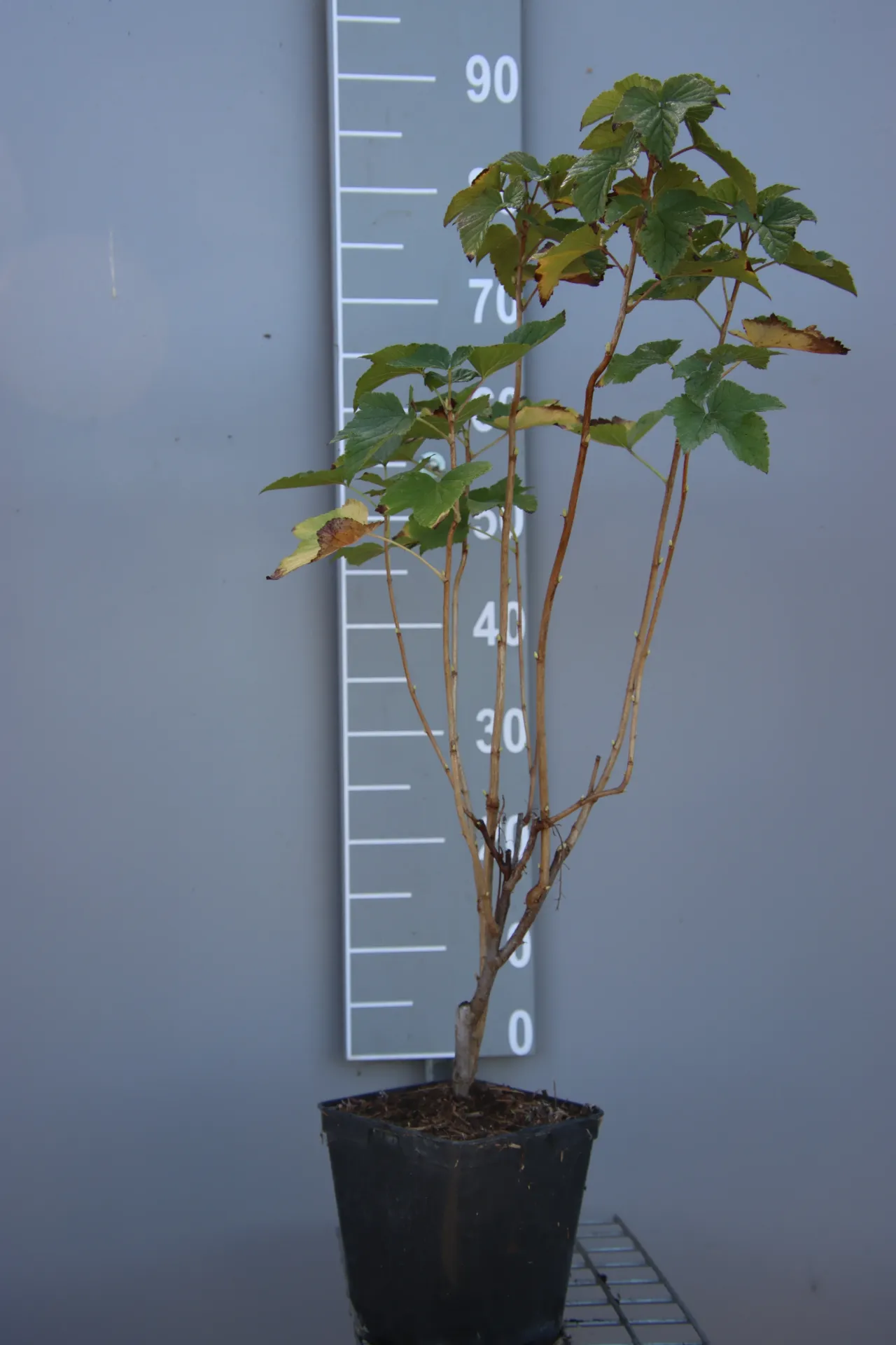 CASSIS 'TITANIA'
