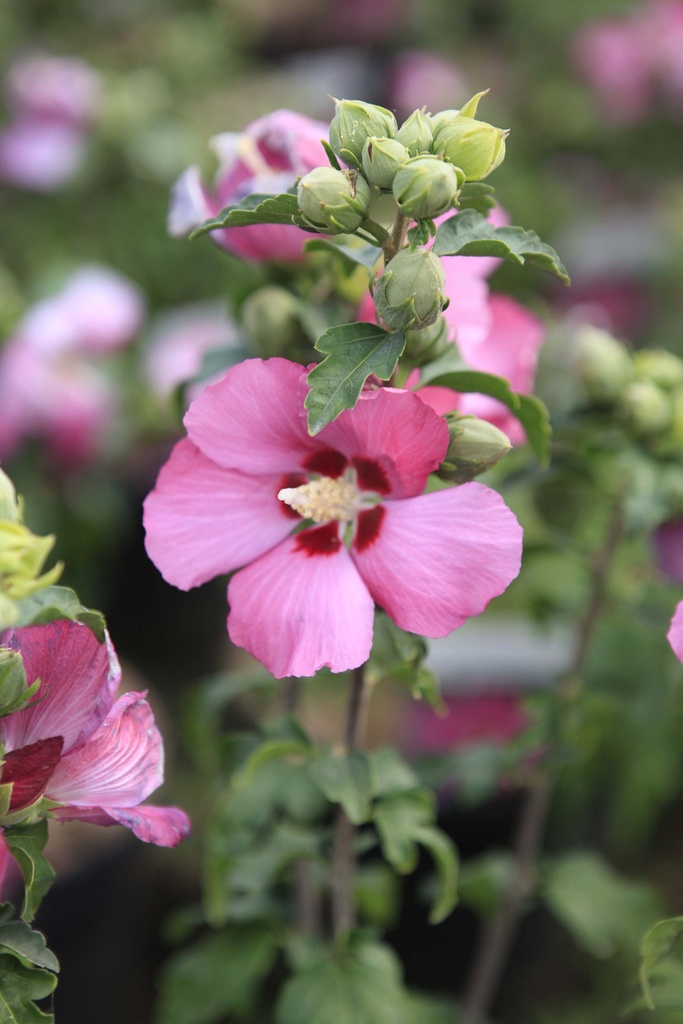 HIBISCUS SYRIACUS 'WOODBRIDGE'