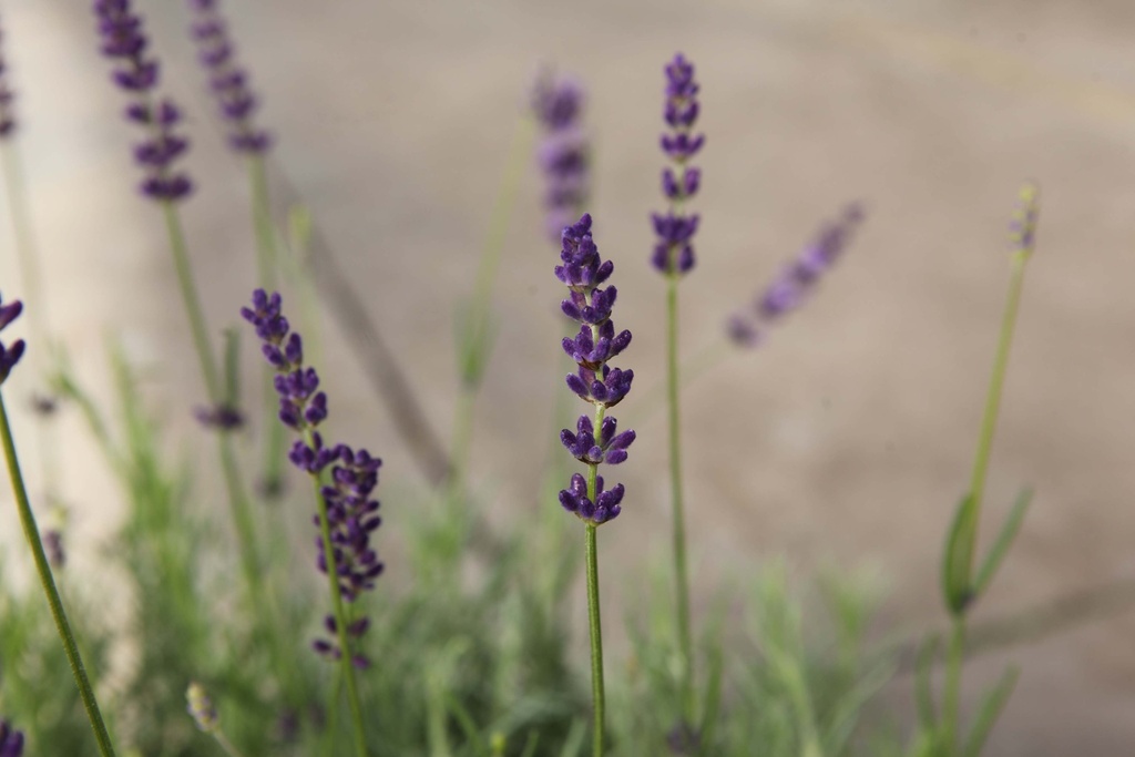 LAVANDULA ANGUSTIFOLIA 'HIDCOTE'