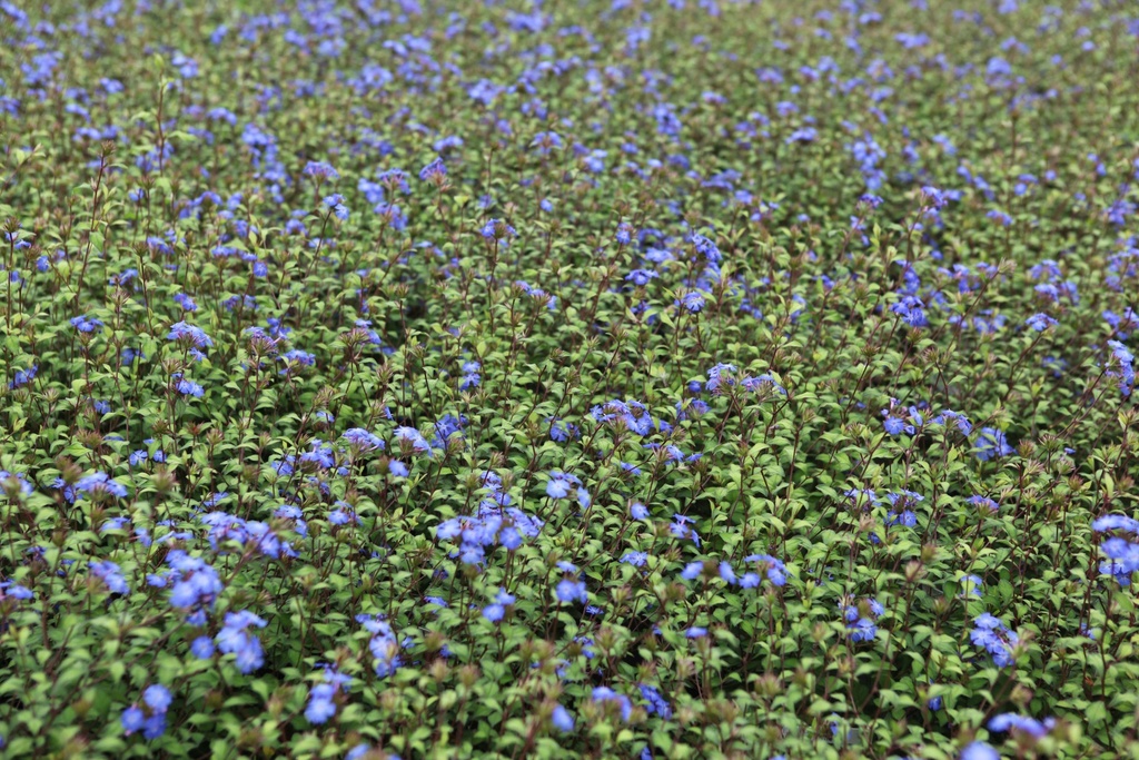 CERATOSTIGMA WILLMOTTIANUM