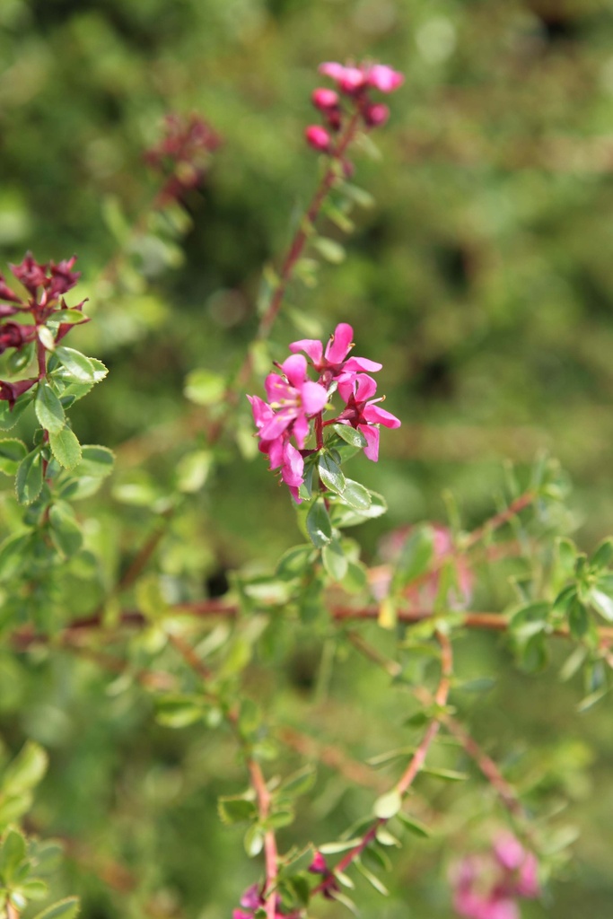 ESCALLONIA 'DART'S ROSYRED'