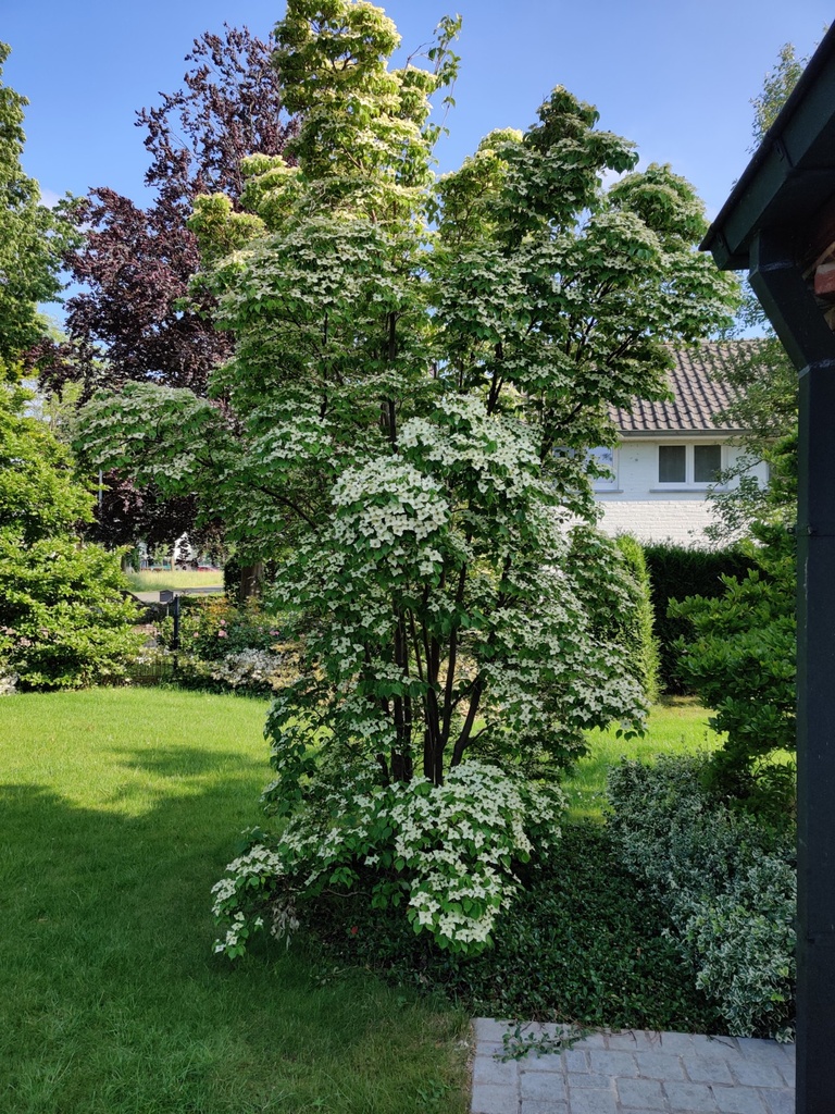[CKCH100C] CORNUS KOUSA 'CHINENSIS' (Pot, 100-125 cm)