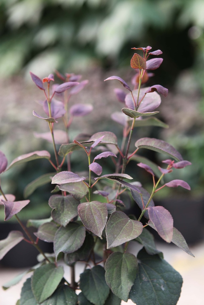 [CJROV200C15] CERCIDIPHYLLUM JAPONICUM 'ROTFUCHS' (Pot 15 liter, 200-250 cm)
