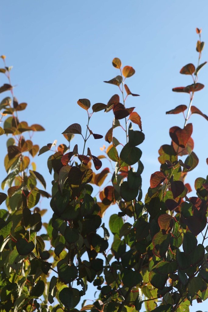 CERCIDIPHYLLUM JAPONICUM
