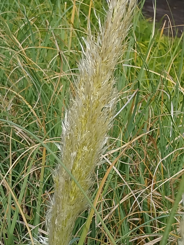 [CORSPUC3] CORTADERIA SELLOANA 'PUMILA' (Pot 3 liter)