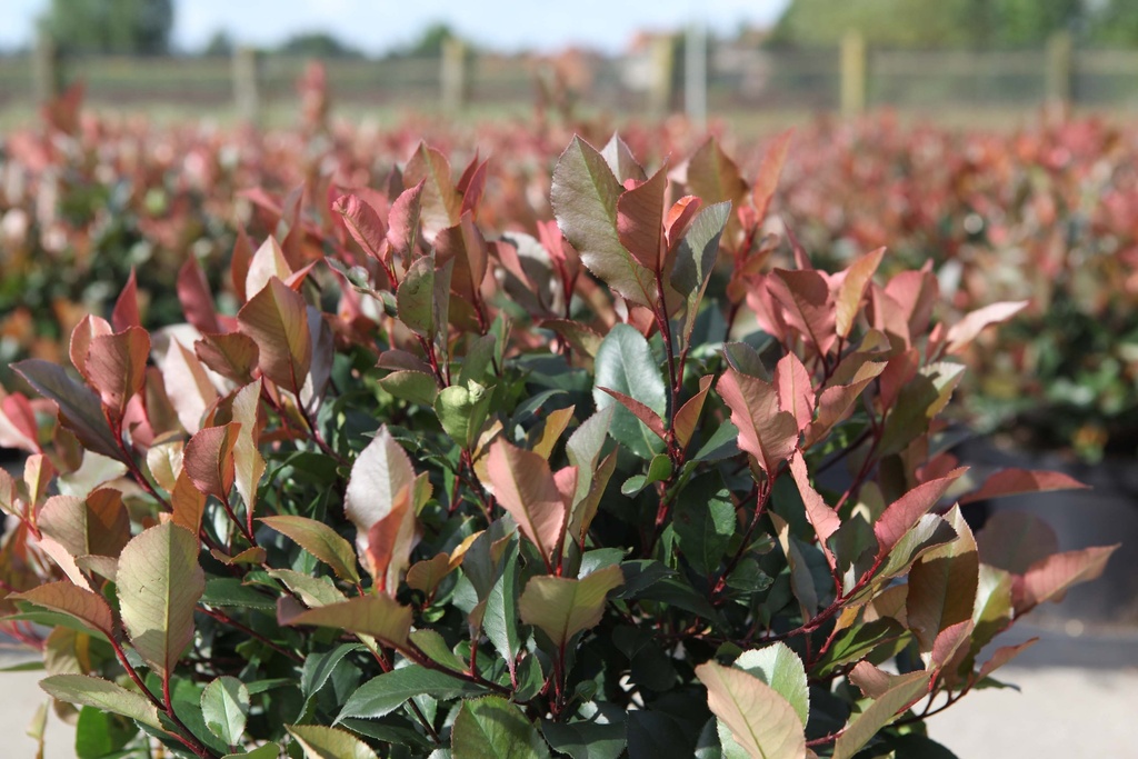 [PFLRRO25C3] PHOTINIA FRASERI 'LITTLE RED ROBIN' (Pot 3 litres, 25-30 cm)