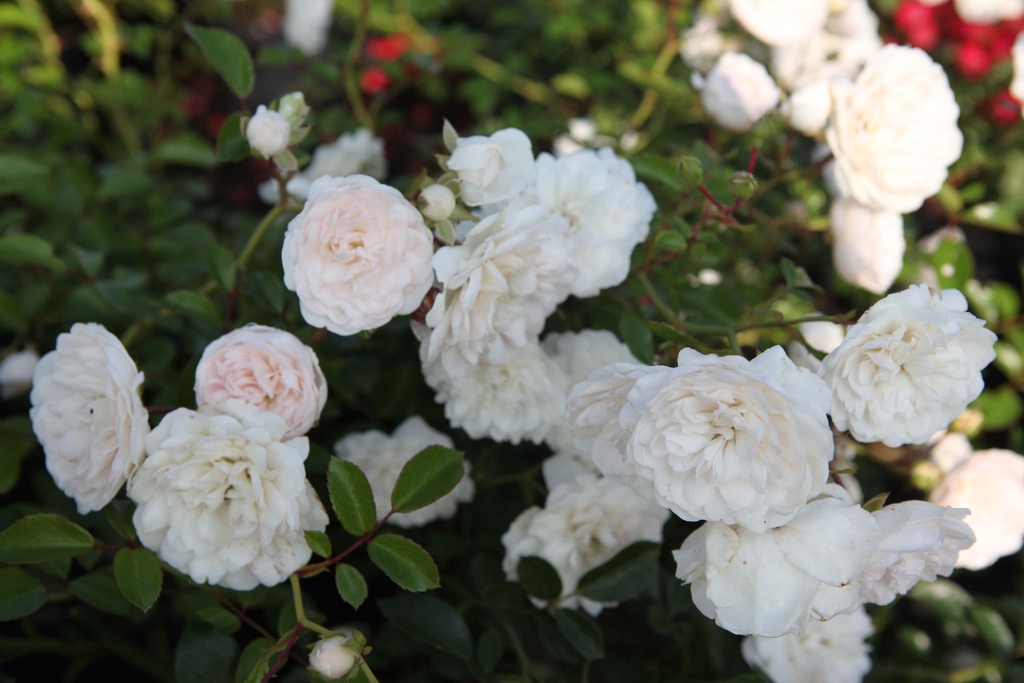 ROSA 'SEA FOAM'
