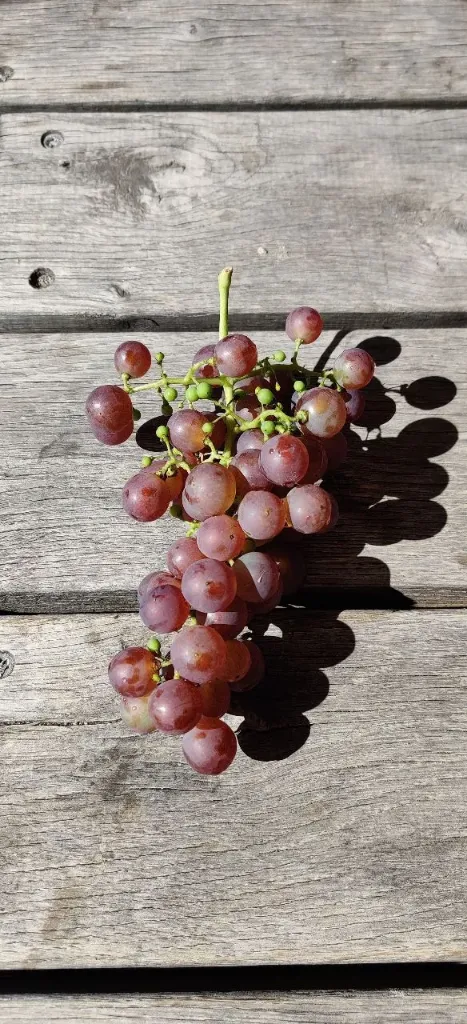 [DRCRO80C2] DRUIF 'CHASSELAS ROSÉ' (Vierkante pot 2 liter, 80-100 cm, .)