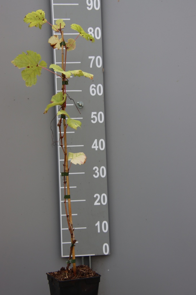 [DRCRO80C2] RAISIN 'CHASSELAS ROSÉ' (Pot carré 2 litres, 80-100 cm, .)
