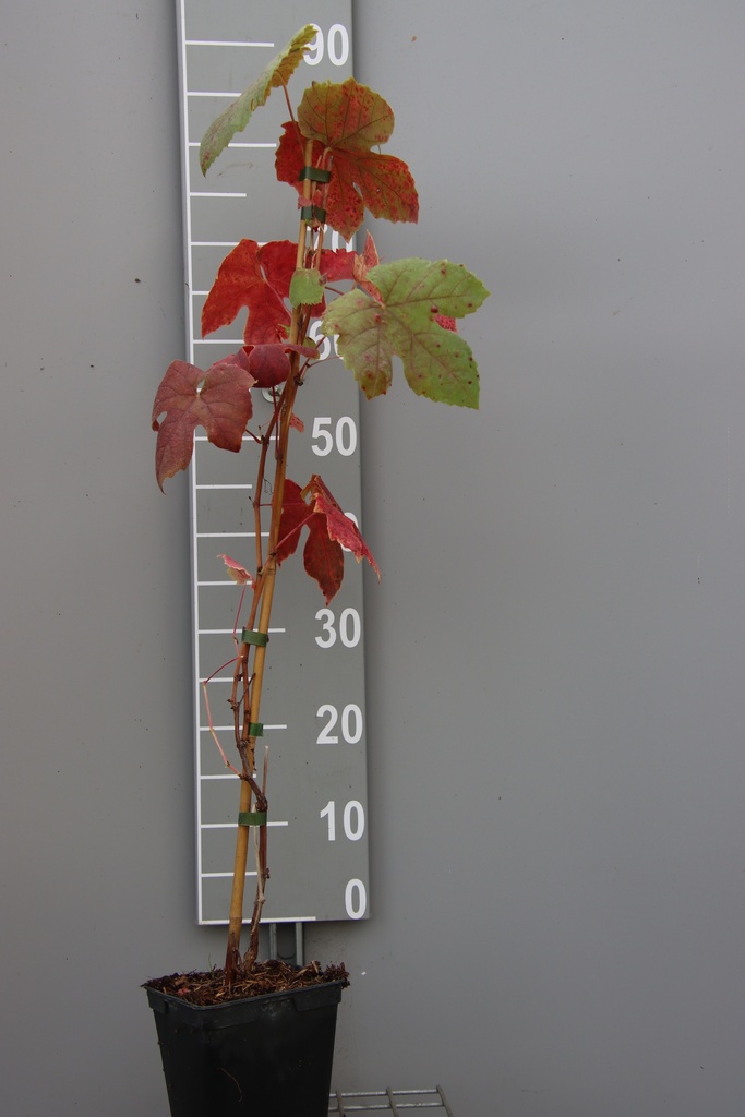 [DRBGL80C2] DRUIF 'BOSKOOP GLORY' (Vierkante pot 2 liter, 80-100 cm, .)