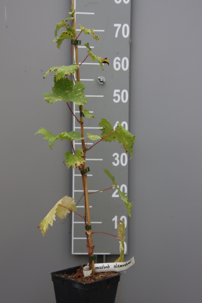 RAISIN 'MUSCAT OF ALEXANDRIA'