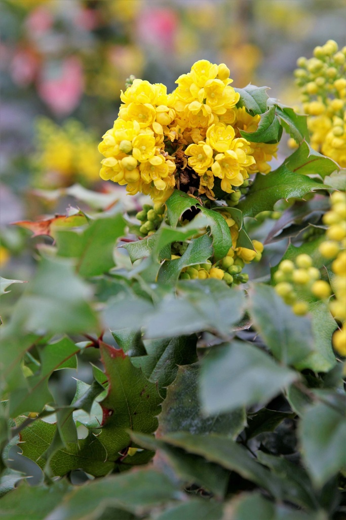 MAHONIA AQUIFOLIUM