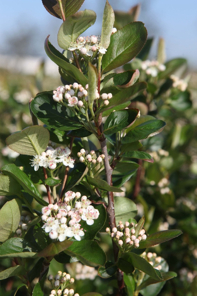 [APVI150KL] ARONIA PRUNIFOLIA 'VIKING' (Motte, 150-175 cm)