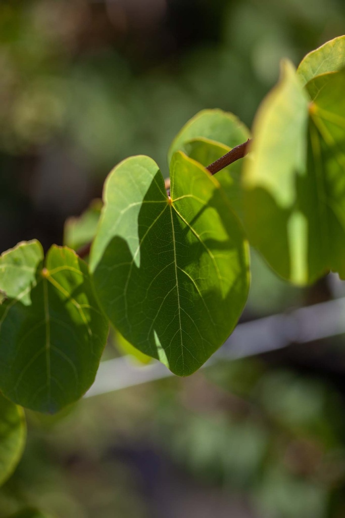 CERCIS SILIQUASTRUM