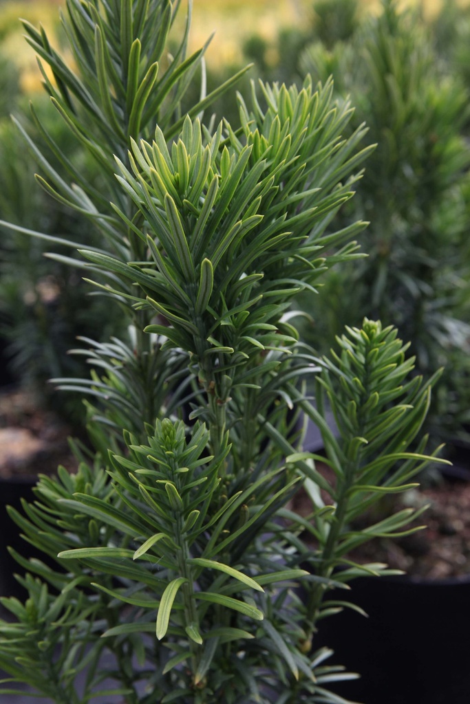 [CHFA150KL] CEPHALOTAXUS HARRINGTONIA 'FASTIGIATA' (Motte, 150-175 cm)