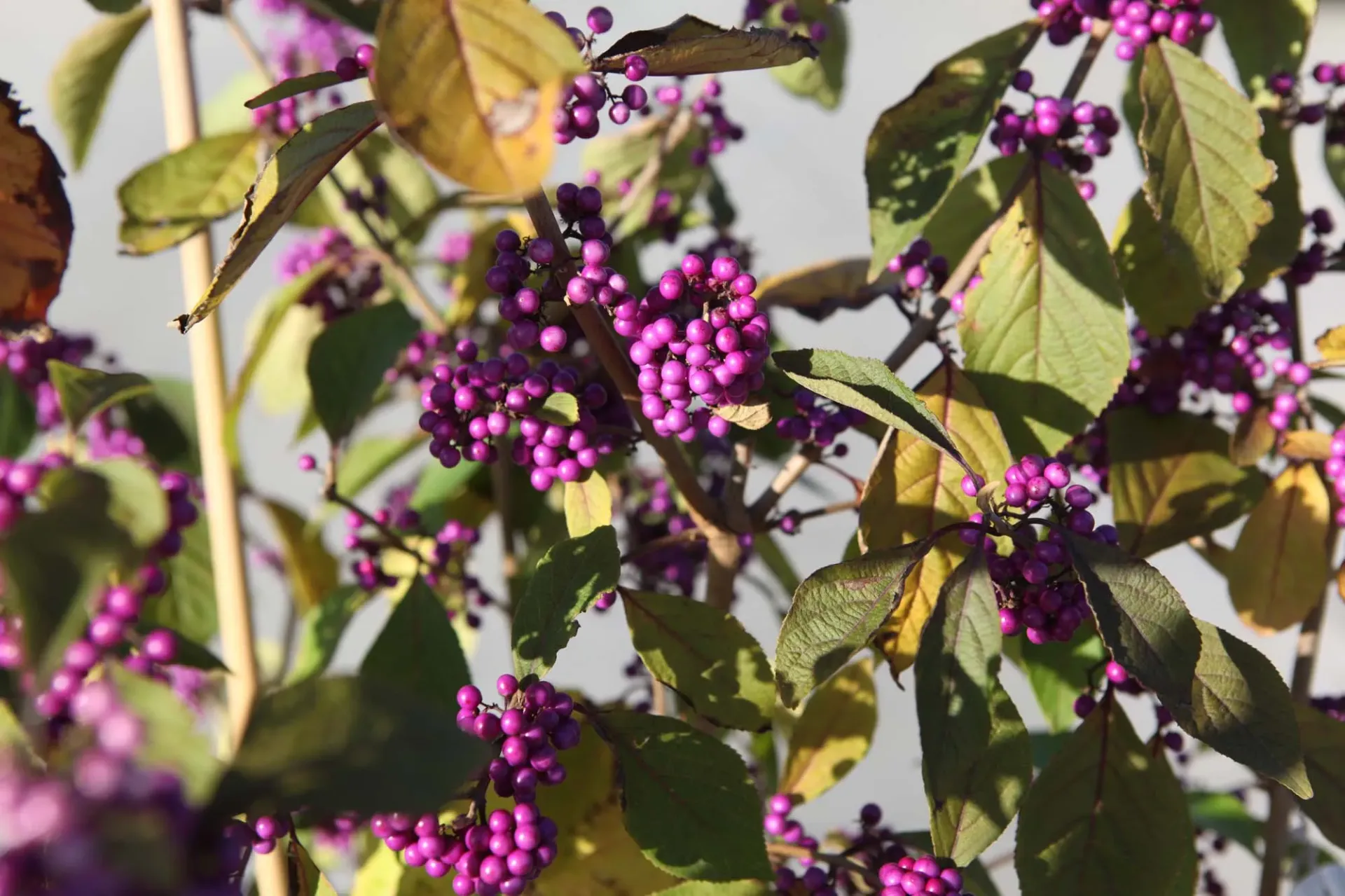 [CBPR175KL] CALLICARPA BODINIERI 'PROFUSION' (Motte, 175-200 cm)
