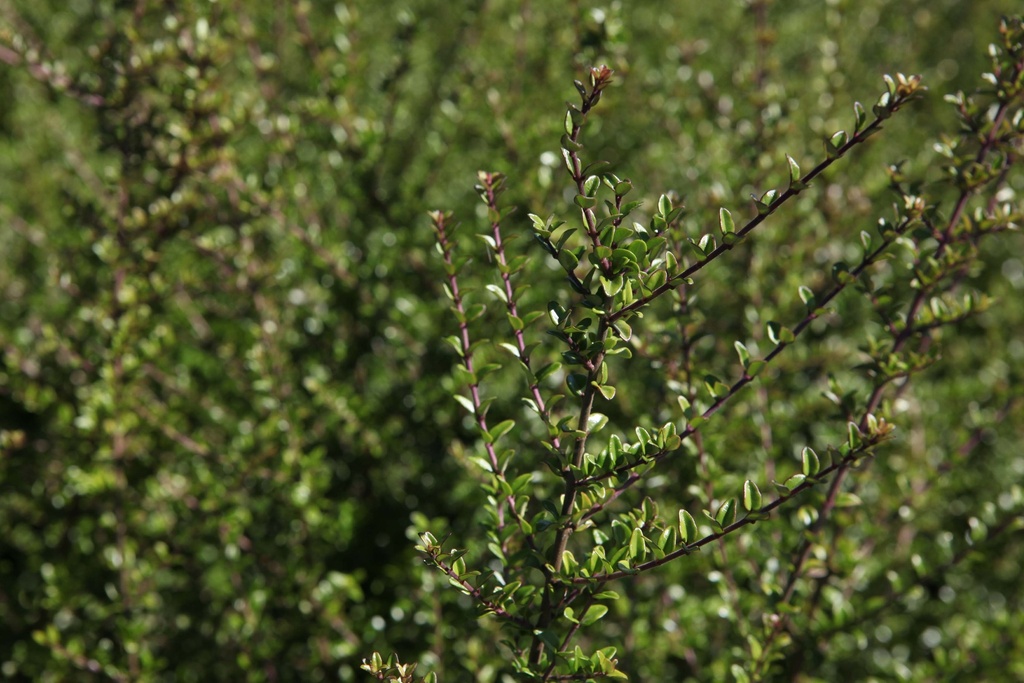 LONICERA NITIDA