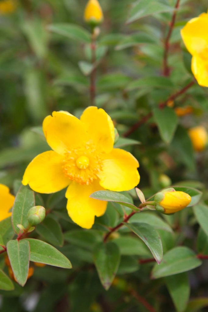 HYPERICUM 'HIDCOTE'