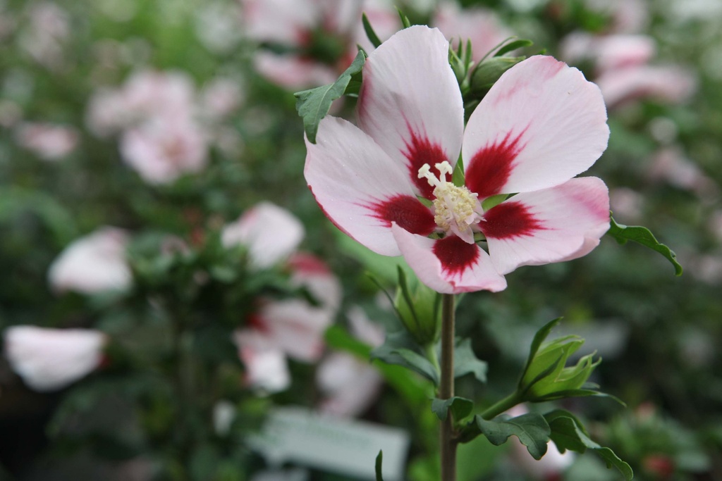 HIBISCUS SYRIACUS 'HAMABO'